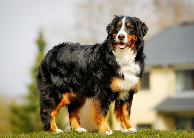 Check Out The World's Largest Dog Breeds