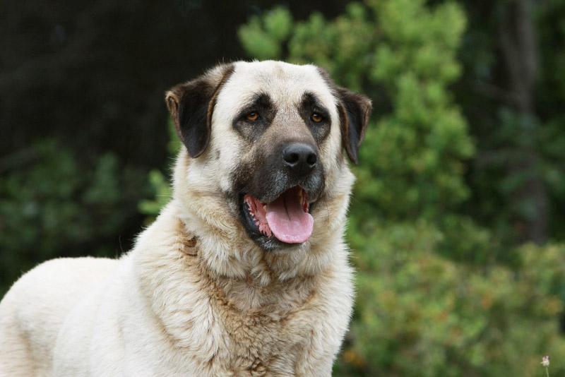 Check Out The World's Largest Dog Breeds