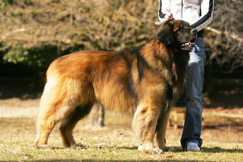 Check Out The World's Largest Dog Breeds