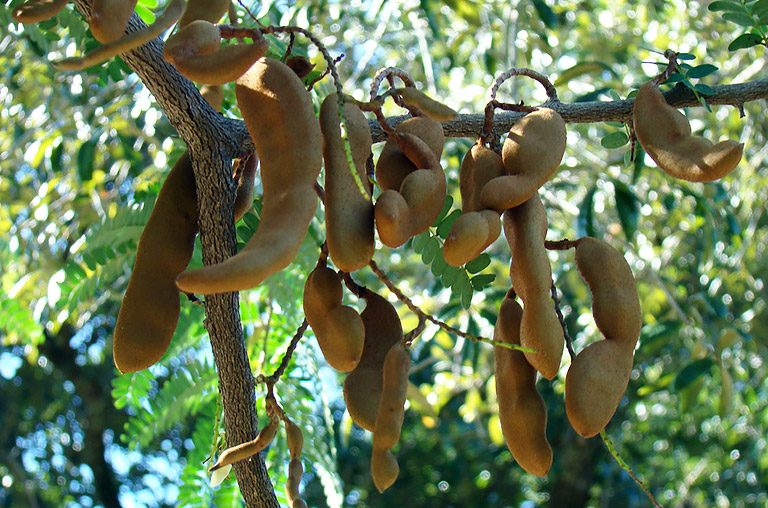 Health Benefits of Tamarind - A Tropical Superfruit