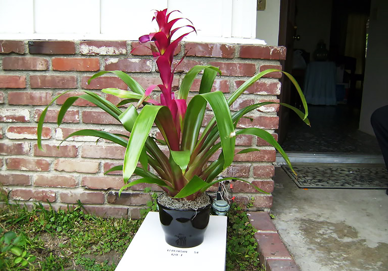 How to Care for the Scarlet Star - Guzmania Lingulata