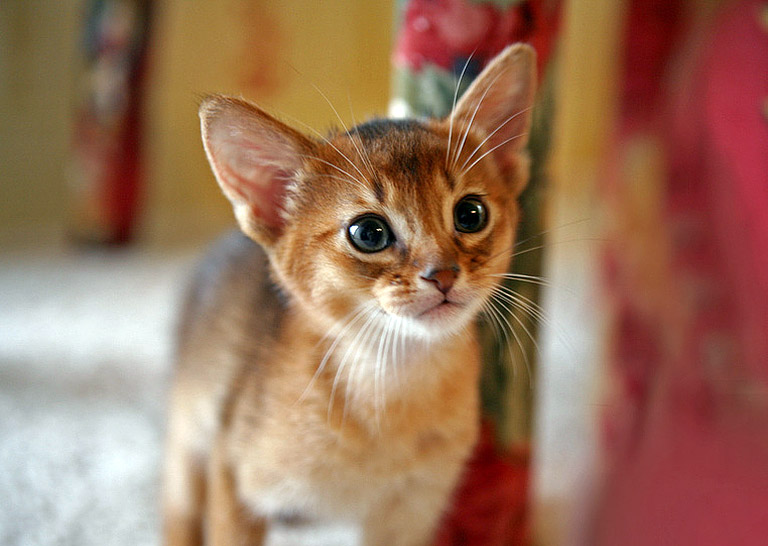 Breed Profile - Magical Abyssinian Cat