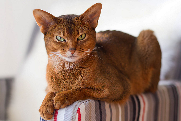 Breed Profile - Magical Abyssinian Cat