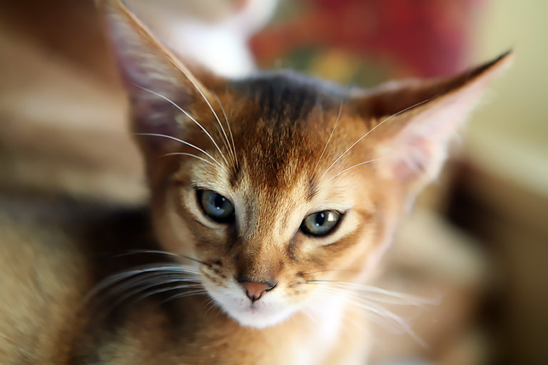 Breed Profile - Magical Abyssinian Cat