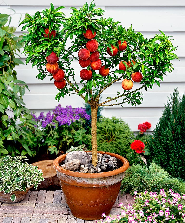 How to Grow Peaches and Nectarines in a Pot