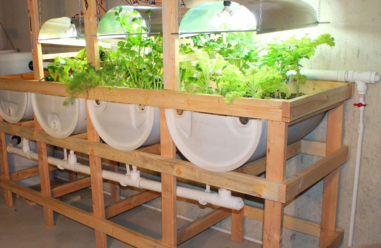 Outdoor Vs. Indoor Growing