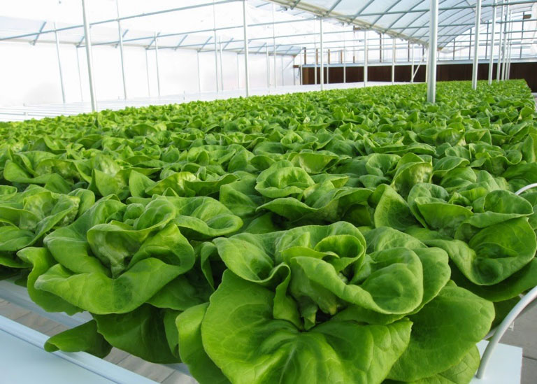 Outdoor Vs. Indoor Growing
