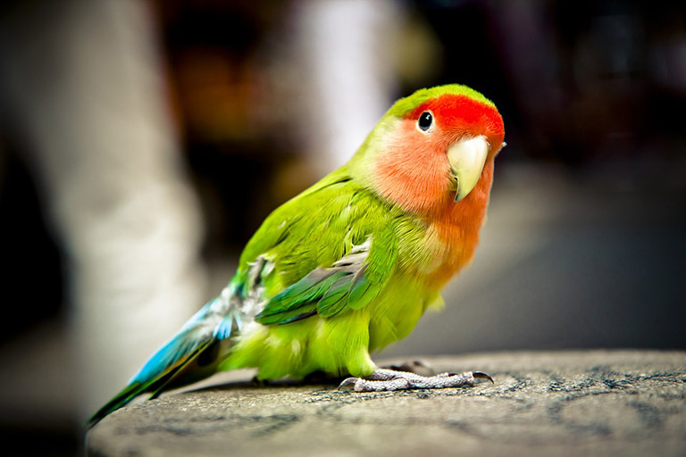 Is a Bird the Right Pet for Me?
