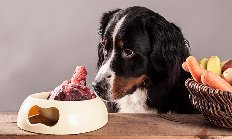 Building Balanced Diet for Your Dog