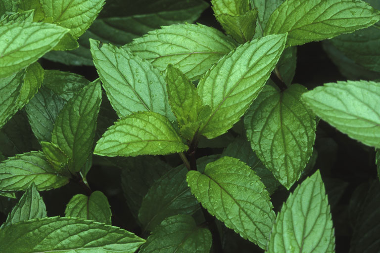 The Benefits of Peppermint
