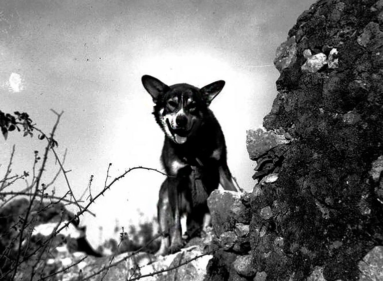 Top 5 Most Heroic Dogs in History