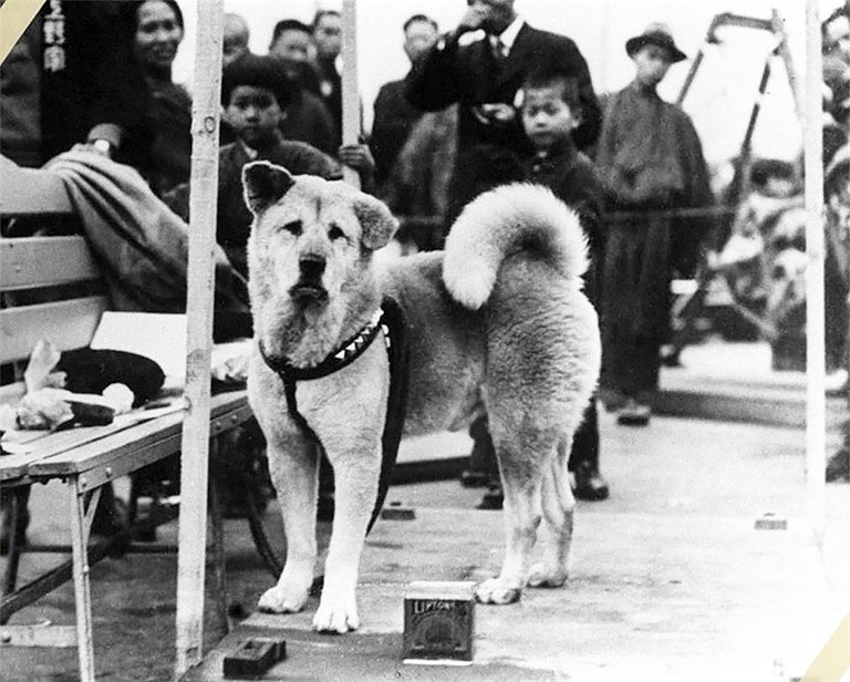 Top 5 Most Heroic Dogs in History
