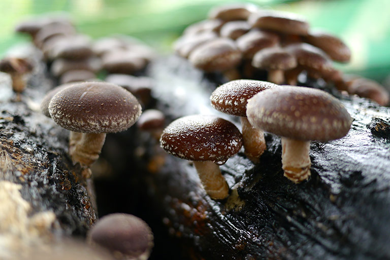 5 Medicinal Mushrooms With Powerful Health Benefits