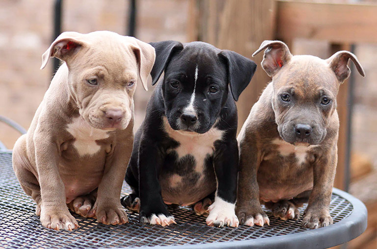 Pit Bulls: Myths and Facts About Mighty Pit Bulls