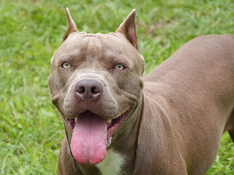 Pit Bulls: Myths and Facts About Mighty Pit Bulls