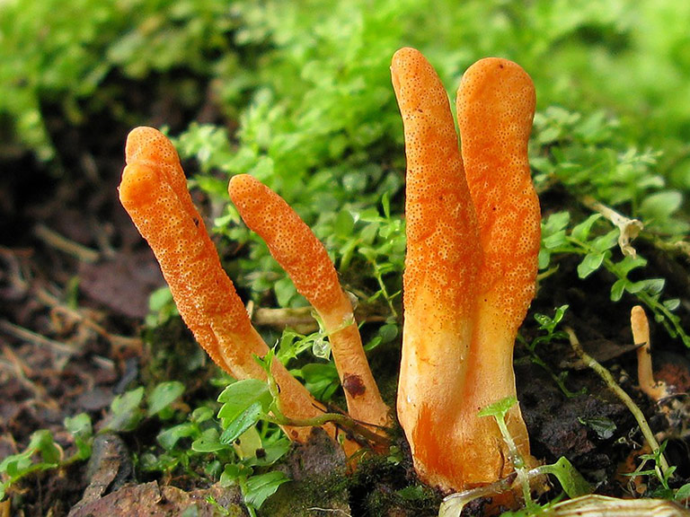 5 Medicinal Mushrooms With Powerful Health Benefits