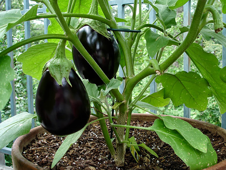 Container Gardening - 8 Easy to Grow Veggies 