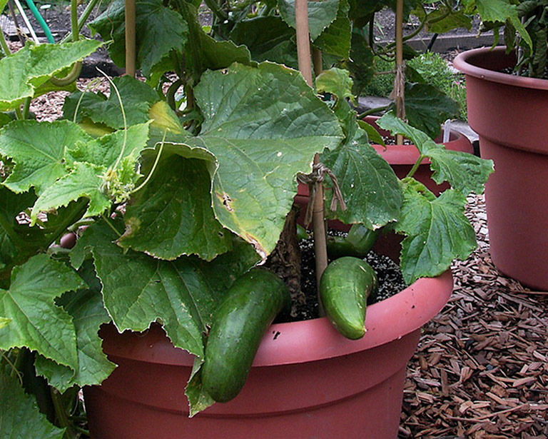 Container Gardening - 8 Easy to Grow Veggies 