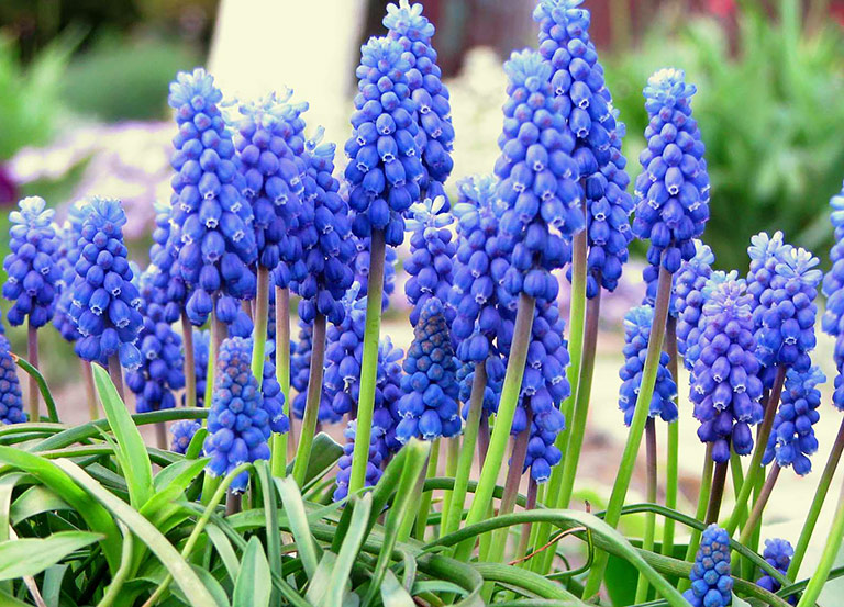 How to Grow Beautiful Grape Hyacinth