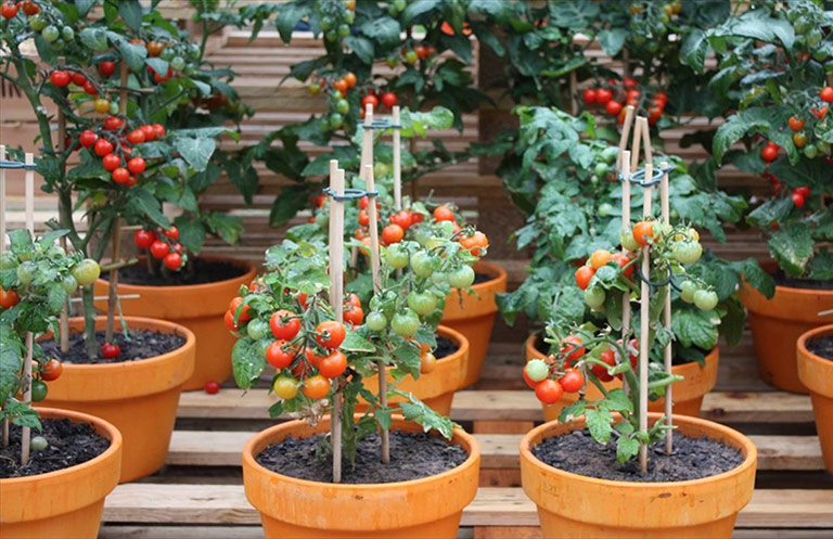 Container Gardening - 8 Easy to Grow Veggies 