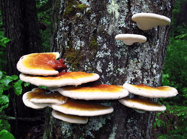 5 Medicinal Mushrooms With Powerful Health Benefits