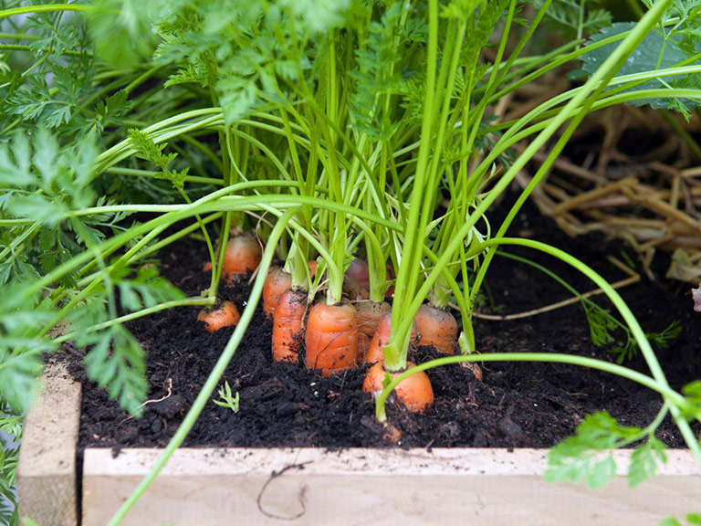 Container Gardening - 8 Easy to Grow Veggies 