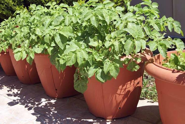 Container Gardening - 8 Easy to Grow Veggies 