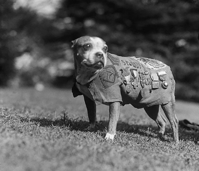 Top 5 Most Heroic Dogs in History