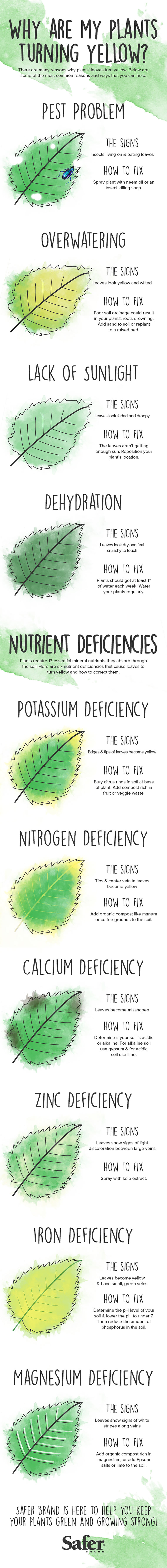 Chlorosis - Why are my Plants Turning Yellow?