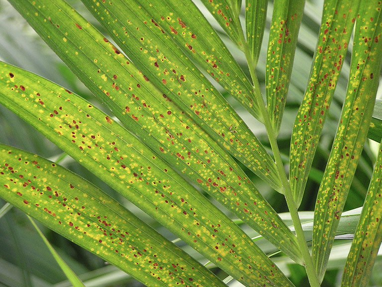 Chlorosis - Why are my Plants Turning Yellow?