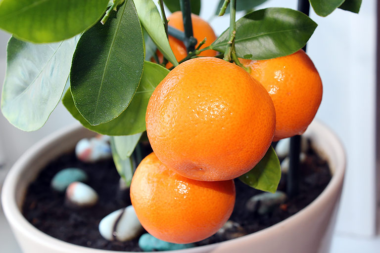 How to Grow Tangerines in Pots Quiet Corner
