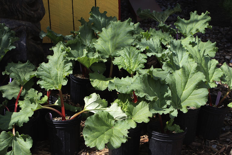 Rhubarb Container Gardening