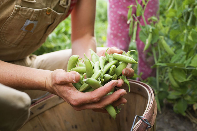 Summer Garden: What to Plant in Your Region in July