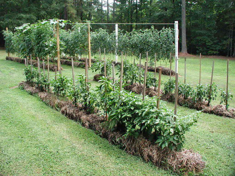 All You Need to Know About Straw Bale Gardening