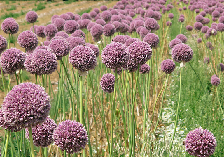 Growing Elephant Garlic