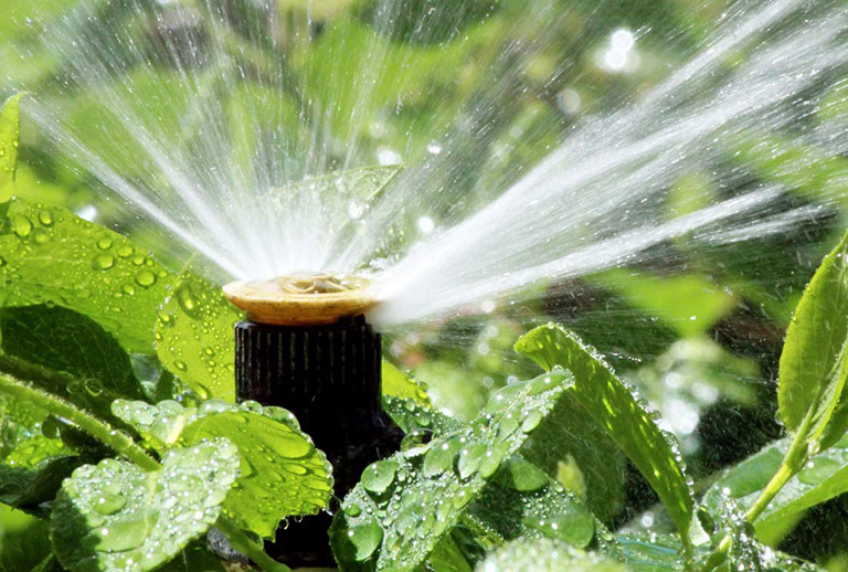 Watering – When and How to Water Your Plants