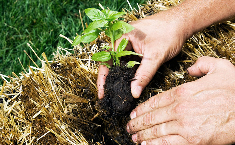 All You Need to Know About Straw Bale Gardening