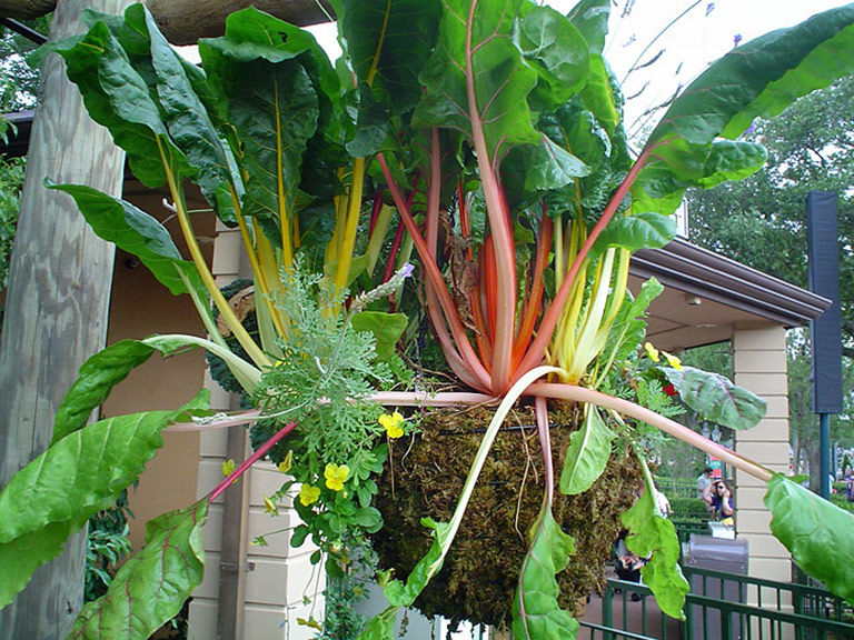 Hanging Garden: Fruits and Vegetables in Hanging Baskets
