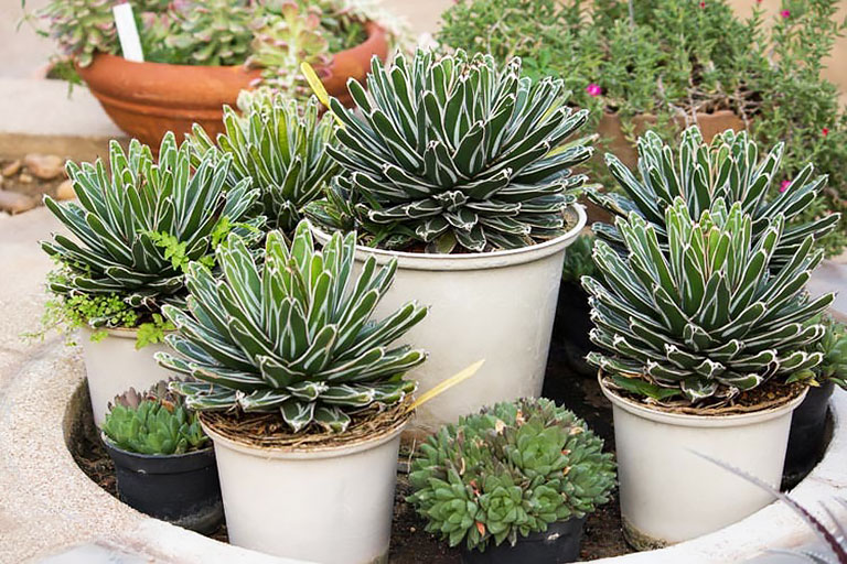 Growing Agave Plants In Pots