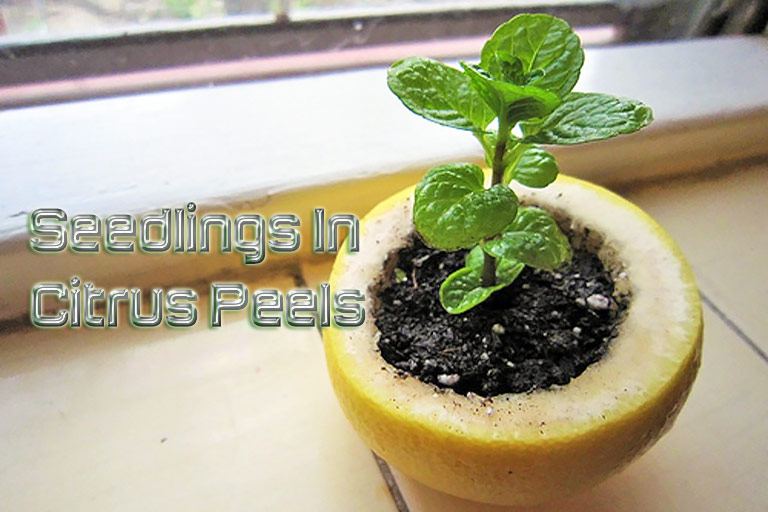 Natural Seedling Pots: Seedlings In Citrus Peels