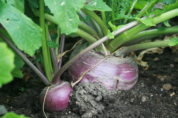 Fall Vegetable Garden: 15 Best Vegetables to Grow