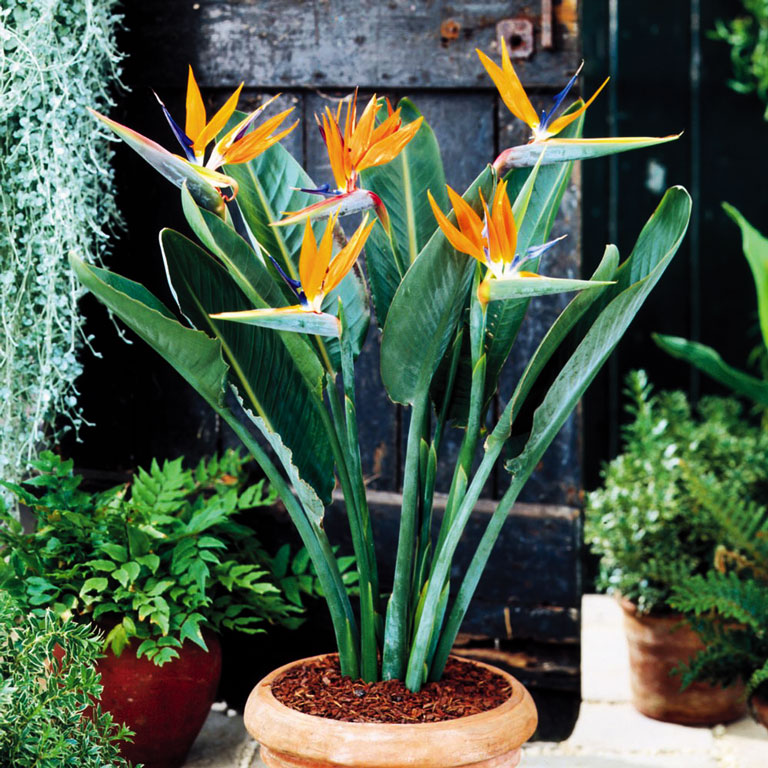 The Bird of Paradise - African Beauty