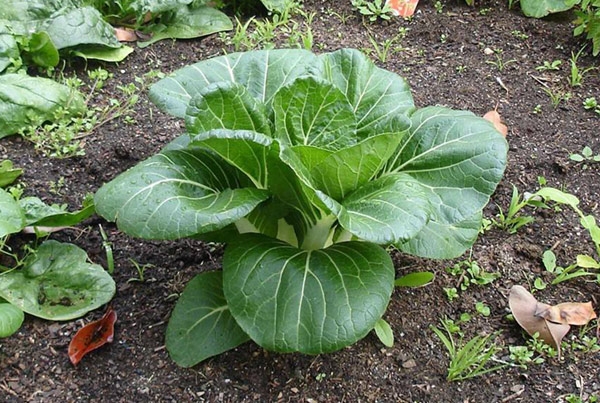 Fall Vegetable Garden: 15 Best Vegetables to Grow