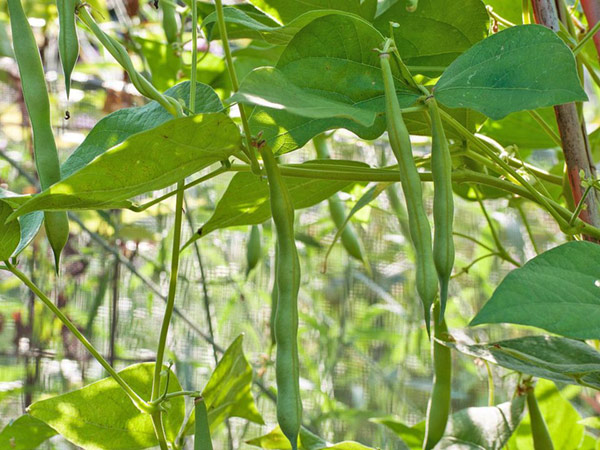 Fall Vegetable Garden: 15 Best Vegetables to Grow