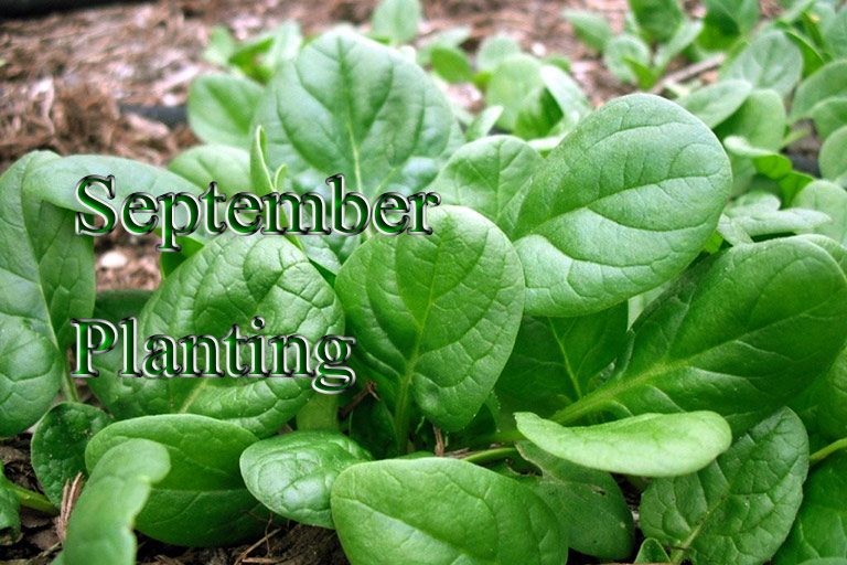 September Planting: What to Plant in Your Region