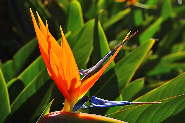 The Bird of Paradise – African Beauty