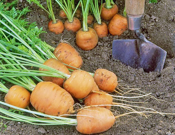 Fall Vegetable Garden: 15 Best Vegetables to Grow