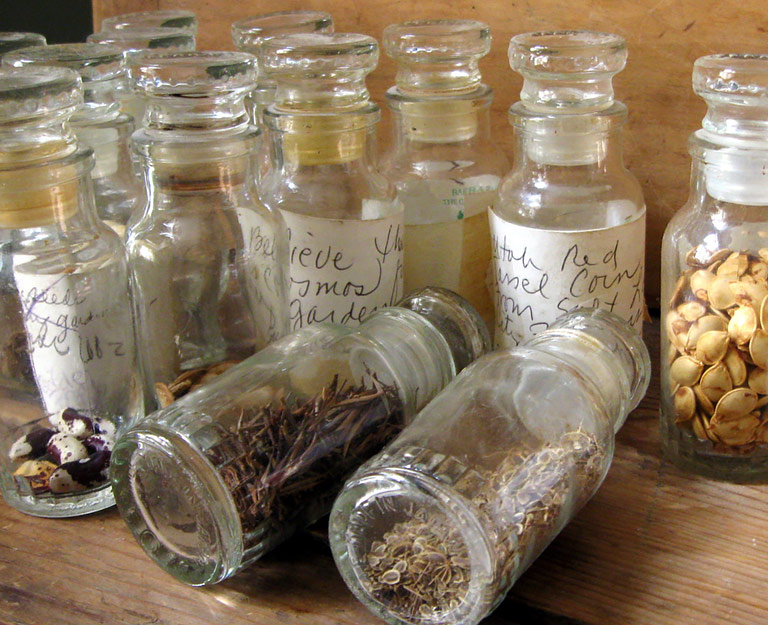 Everything You Need to Know About Saving Seeds