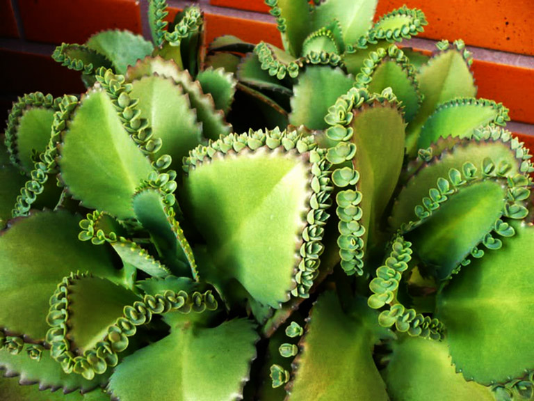 How to Care for a Mother Of Thousands - Bryophyllum Daigremontianum Plant. Bryophyllum daigremontianum is a succulent perennial plant. Requires minimal care