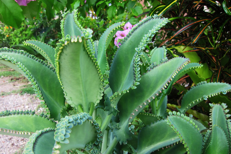 mother of thousands bryophyllum daigremontianum quiet corner mother of thousands bryophyllum daigremontianum quiet corner